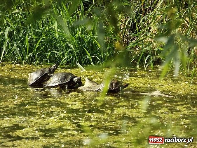 Zdjęcie w galerii na portalu naszraciborz.pl: Piękne żółwie na żwirowni na Ostrogu wiadomości z regionu