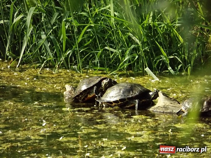 Zdjęcie w galerii na portalu naszraciborz.pl: Piękne żółwie na żwirowni na Ostrogu wiadomości z regionu