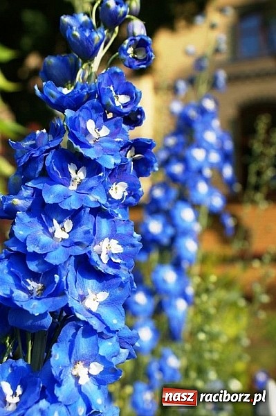 Zdjęcie w galerii na portalu naszraciborz.pl:  To były już 3. urodziny Restauracji Pałac Większyce wiadomości z regionu