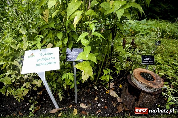 Zdjęcie w galerii na portalu naszraciborz.pl: Obchody drugiego Wielkiego Dnia Pszczół w Mikołowie wiadomości z regionu