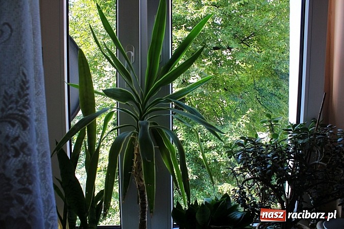 Zdjęcie w galerii na portalu naszraciborz.pl: Lipa na Waryńskiego, czyli problem z drzewami przy kamienicy wiadomości z regionu