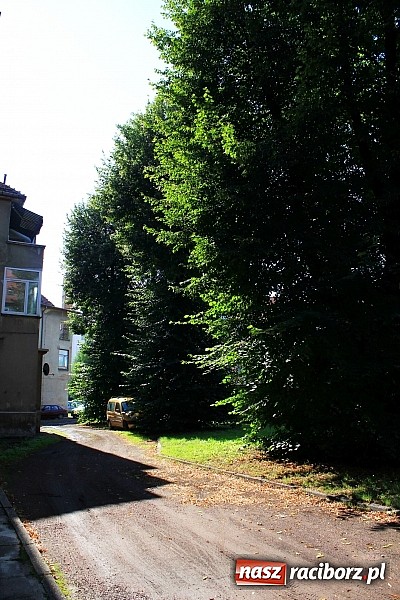 Zdjęcie w galerii na portalu naszraciborz.pl: Lipa na Waryńskiego, czyli problem z drzewami przy kamienicy wiadomości z regionu