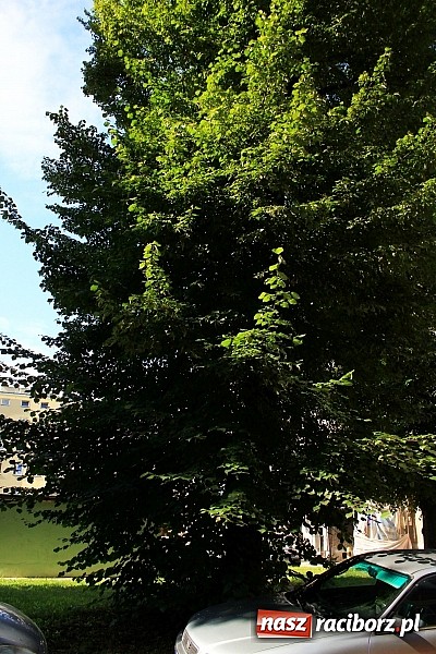 Zdjęcie w galerii na portalu naszraciborz.pl: Lipa na Waryńskiego, czyli problem z drzewami przy kamienicy wiadomości z regionu