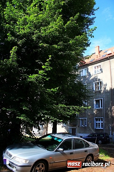 Zdjęcie w galerii na portalu naszraciborz.pl: Lipa na Waryńskiego, czyli problem z drzewami przy kamienicy wiadomości z regionu