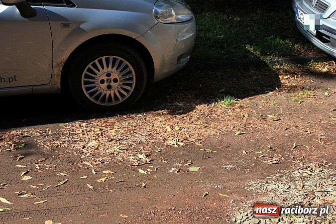 Zdjęcie w galerii na portalu naszraciborz.pl: Lipa na Waryńskiego, czyli problem z drzewami przy kamienicy wiadomości z regionu