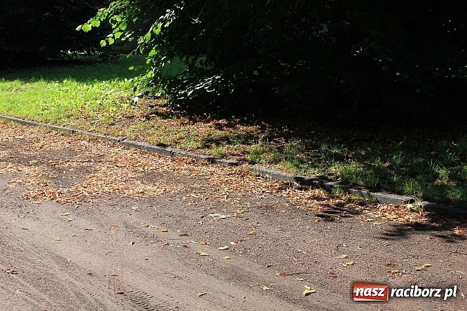Zdjęcie w galerii na portalu naszraciborz.pl: Lipa na Waryńskiego, czyli problem z drzewami przy kamienicy wiadomości z regionu