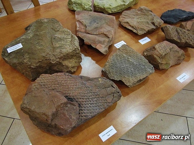 Zdjęcie w galerii na portalu naszraciborz.pl: Zakazane Rewiry, czyli wystawa Grzegorza Piniora wiadomości z regionu