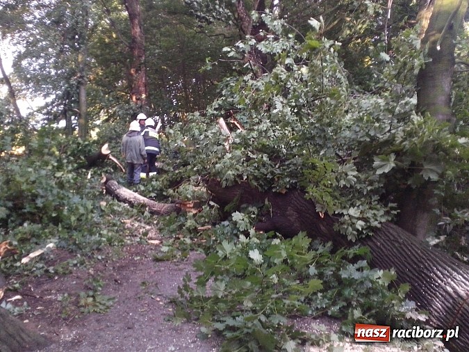 Zdjęcie w galerii na portalu naszraciborz.pl: Powalone drzewo uszkodziło samochód! wiadomości z regionu