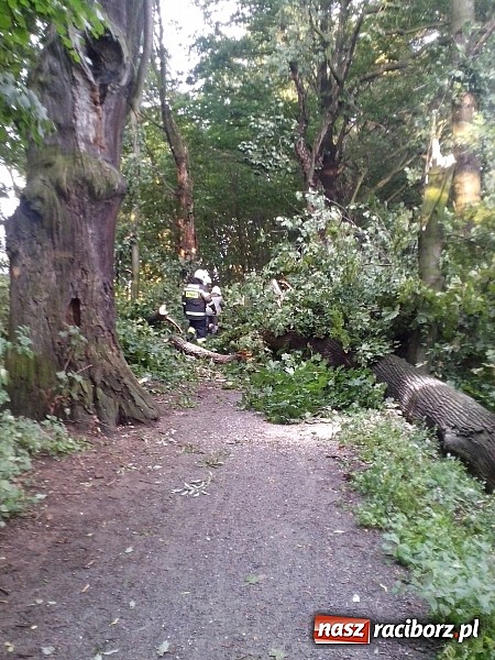 Zdjęcie w galerii na portalu naszraciborz.pl: Powalone drzewo uszkodziło samochód! wiadomości z regionu
