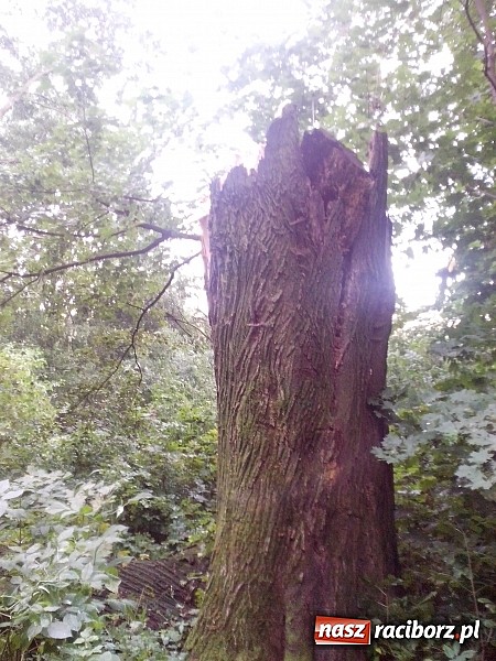 Zdjęcie w galerii na portalu naszraciborz.pl: Powalone drzewo uszkodziło samochód! wiadomości z regionu