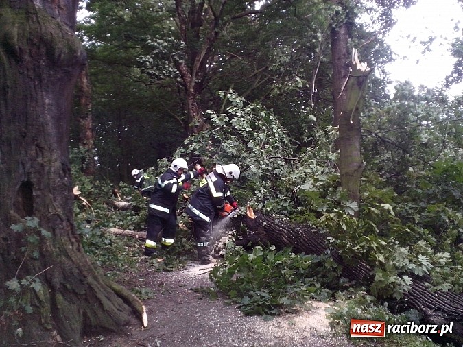 Zdjęcie w galerii na portalu naszraciborz.pl: Powalone drzewo uszkodziło samochód! wiadomości z regionu