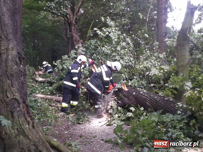 Zdjęcie w galerii na portalu naszraciborz.pl: Powalone drzewo uszkodziło samochód! wiadomości z regionu