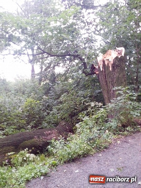 Zdjęcie w galerii na portalu naszraciborz.pl: Powalone drzewo uszkodziło samochód! wiadomości z regionu