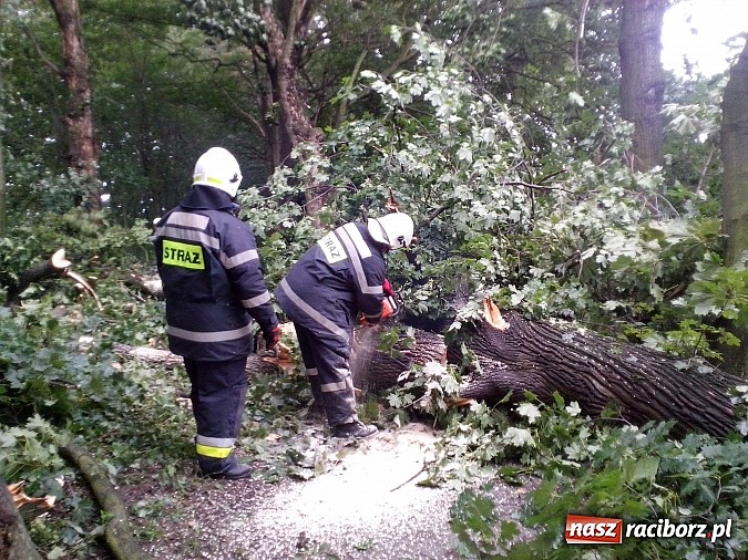 Zdjęcie w galerii na portalu naszraciborz.pl: Powalone drzewo uszkodziło samochód! wiadomości z regionu