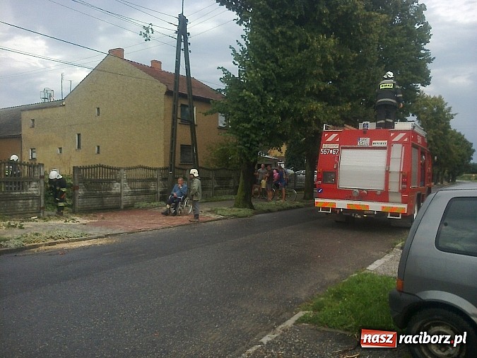 Zdjęcie w galerii na portalu naszraciborz.pl: Powalone drzewo uszkodziło samochód! wiadomości z regionu
