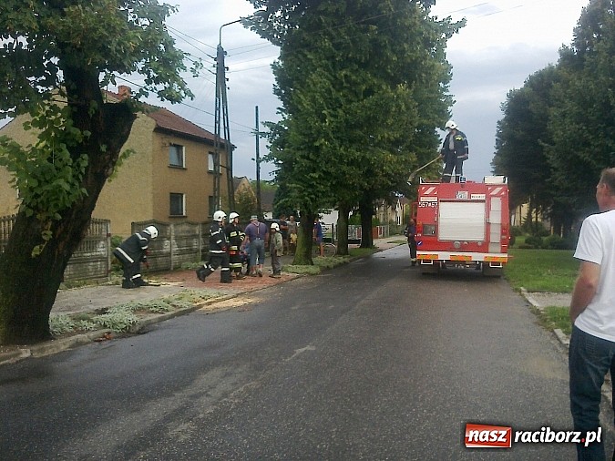 Zdjęcie w galerii na portalu naszraciborz.pl: Powalone drzewo uszkodziło samochód! wiadomości z regionu
