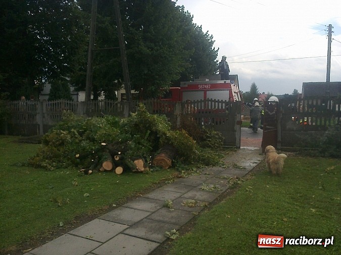 Zdjęcie w galerii na portalu naszraciborz.pl: Powalone drzewo uszkodziło samochód! wiadomości z regionu