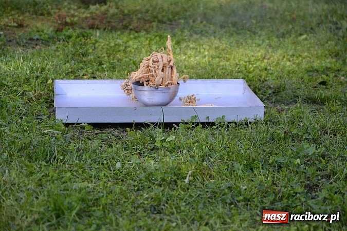 Zdjęcie w galerii na portalu naszraciborz.pl: Zamkowe Zuchy na spotkaniu z alchemią wiadomości z regionu