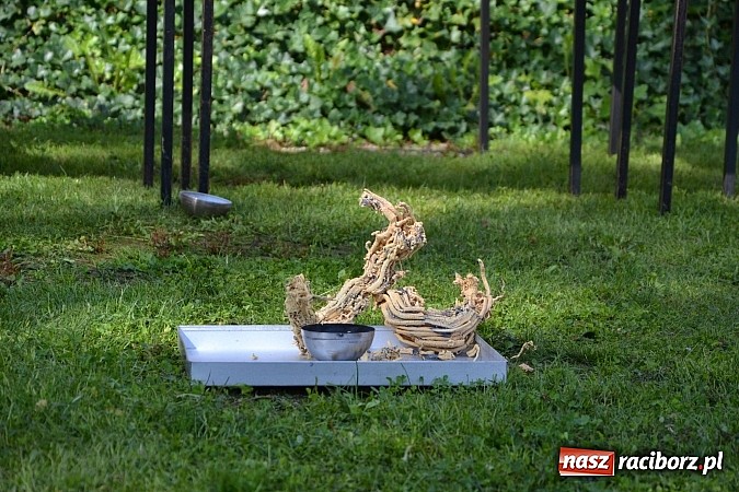 Zdjęcie w galerii na portalu naszraciborz.pl: Zamkowe Zuchy na spotkaniu z alchemią wiadomości z regionu