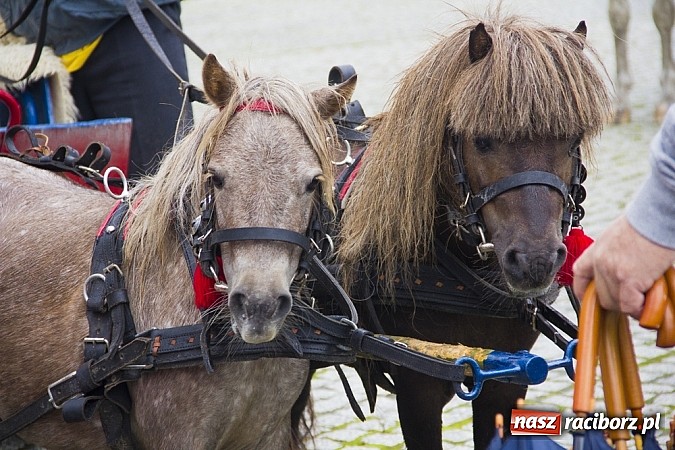 Zdjęcie w galerii na portalu naszraciborz.pl: Łatwo nie było, ale dali rady. Przemarsz Sobieskiego z Rud do Raciborza wiadomości z regionu