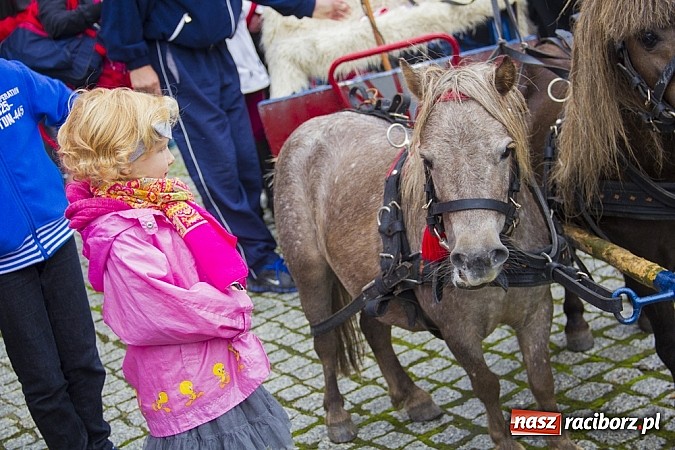 Zdjęcie w galerii na portalu naszraciborz.pl: Łatwo nie było, ale dali rady. Przemarsz Sobieskiego z Rud do Raciborza wiadomości z regionu