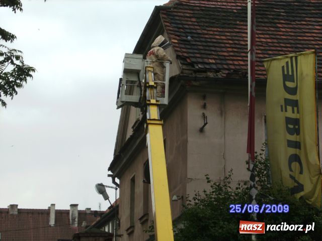 Zdjęcie w galerii na portalu naszraciborz.pl: Akcja szerszeń, czyli niechciani goście wiadomości z regionu