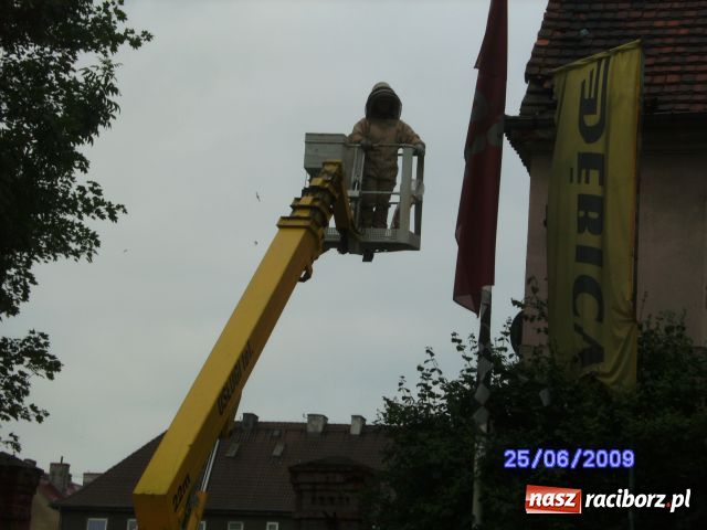 Zdjęcie w galerii na portalu naszraciborz.pl: Akcja szerszeń, czyli niechciani goście wiadomości z regionu