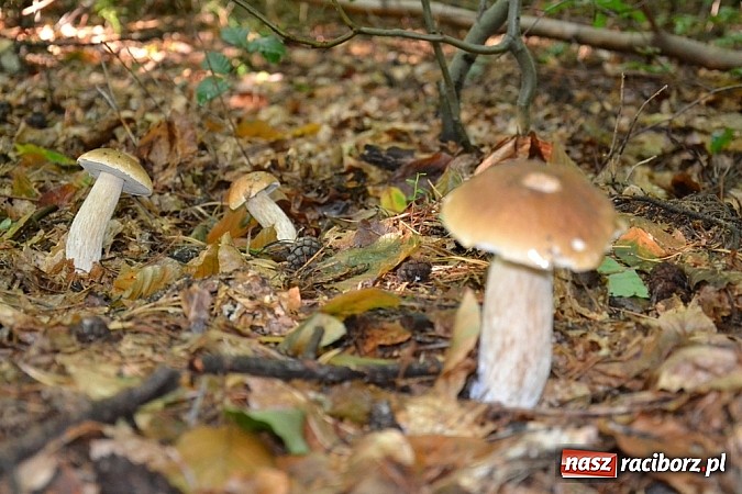 Zdjęcie w galerii na portalu naszraciborz.pl: Raport z lasu – Co z tymi grzybami? wiadomości z regionu