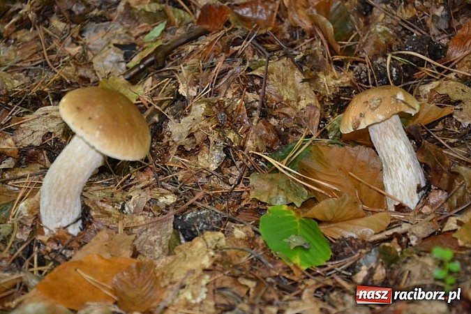 Zdjęcie w galerii na portalu naszraciborz.pl: Raport z lasu – Co z tymi grzybami? wiadomości z regionu