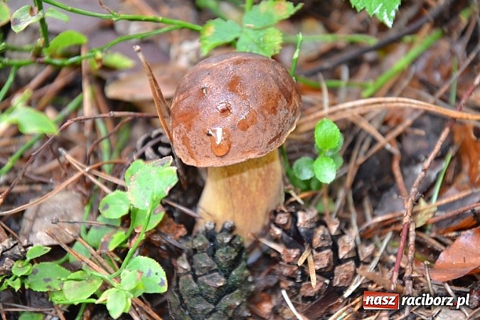 Zdjęcie w galerii na portalu naszraciborz.pl: Raport z lasu – Co z tymi grzybami? wiadomości z regionu