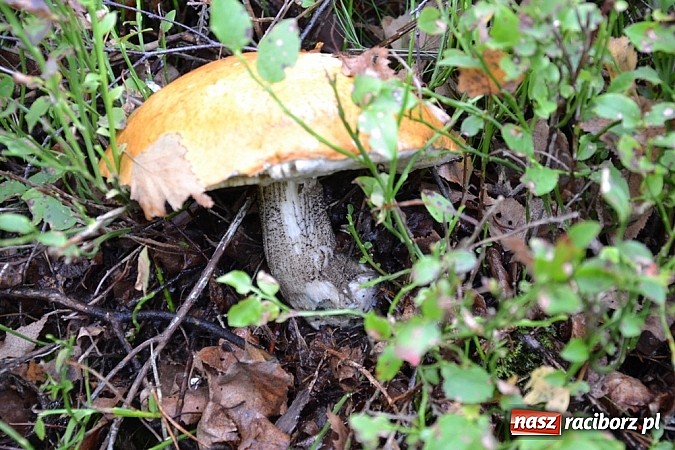 Zdjęcie w galerii na portalu naszraciborz.pl: Raport z lasu – Co z tymi grzybami? wiadomości z regionu