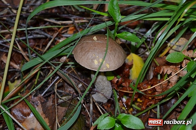 Zdjęcie w galerii na portalu naszraciborz.pl: Raport z lasu – Co z tymi grzybami? wiadomości z regionu