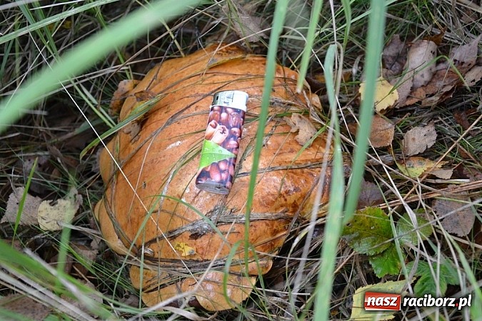 Zdjęcie w galerii na portalu naszraciborz.pl: Raport z lasu – Co z tymi grzybami? wiadomości z regionu