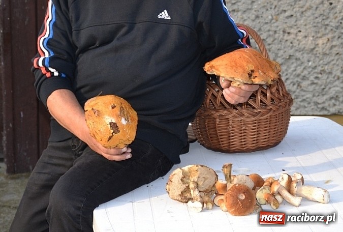 Zdjęcie w galerii na portalu naszraciborz.pl: Raport z lasu – Co z tymi grzybami? wiadomości z regionu