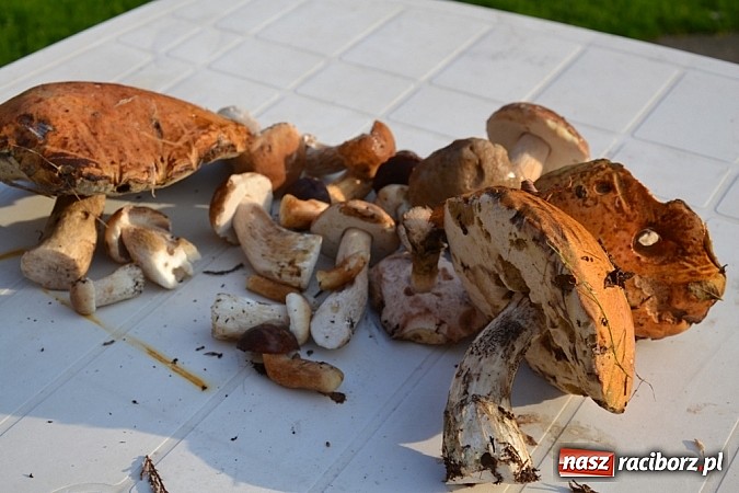 Zdjęcie w galerii na portalu naszraciborz.pl: Raport z lasu – Co z tymi grzybami? wiadomości z regionu