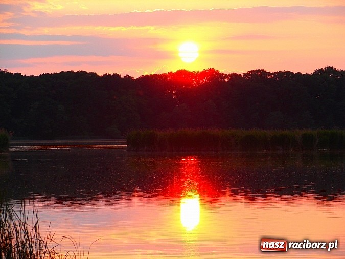 Zdjęcie w galerii na portalu naszraciborz.pl: Zaproszenie do rezerwatu Łężczok wiadomości z regionu