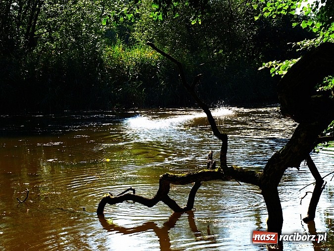 Zdjęcie w galerii na portalu naszraciborz.pl: Zaproszenie do rezerwatu Łężczok wiadomości z regionu