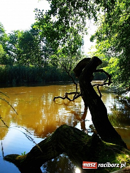 Zdjęcie w galerii na portalu naszraciborz.pl: Zaproszenie do rezerwatu Łężczok wiadomości z regionu
