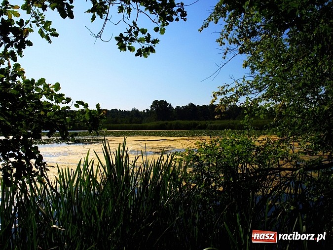 Zdjęcie w galerii na portalu naszraciborz.pl: Zaproszenie do rezerwatu Łężczok wiadomości z regionu