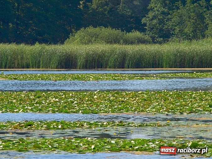 Zdjęcie w galerii na portalu naszraciborz.pl: Zaproszenie do rezerwatu Łężczok wiadomości z regionu