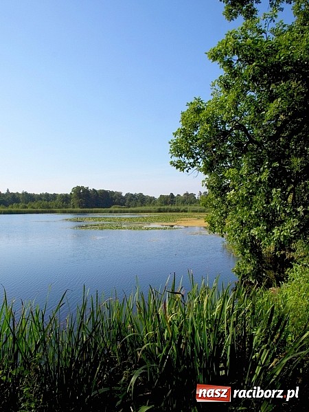 Zdjęcie w galerii na portalu naszraciborz.pl: Zaproszenie do rezerwatu Łężczok wiadomości z regionu