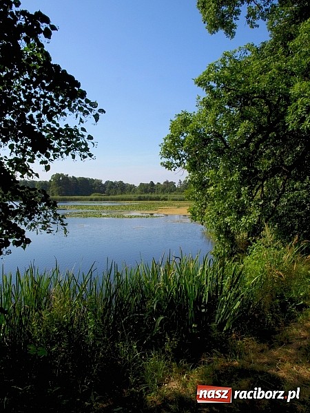 Zdjęcie w galerii na portalu naszraciborz.pl: Zaproszenie do rezerwatu Łężczok wiadomości z regionu