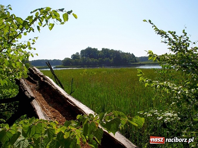 Zdjęcie w galerii na portalu naszraciborz.pl: Zaproszenie do rezerwatu Łężczok wiadomości z regionu