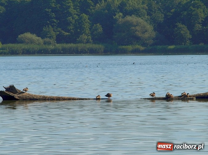 Zdjęcie w galerii na portalu naszraciborz.pl: Zaproszenie do rezerwatu Łężczok wiadomości z regionu