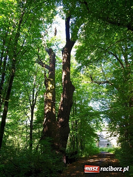 Zdjęcie w galerii na portalu naszraciborz.pl: Zaproszenie do rezerwatu Łężczok wiadomości z regionu