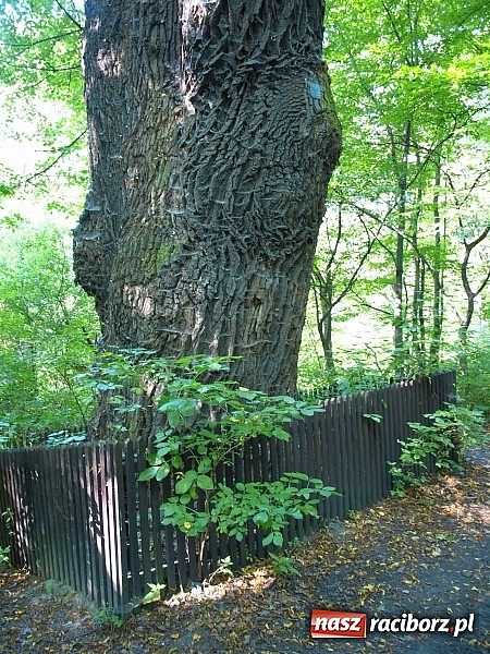 Zdjęcie w galerii na portalu naszraciborz.pl: Zaproszenie do rezerwatu Łężczok wiadomości z regionu