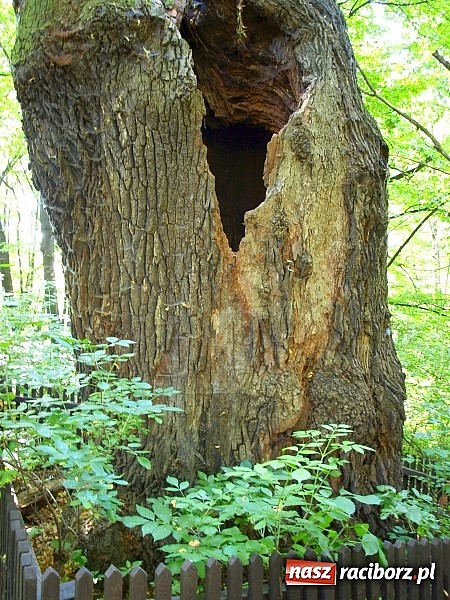 Zdjęcie w galerii na portalu naszraciborz.pl: Zaproszenie do rezerwatu Łężczok wiadomości z regionu