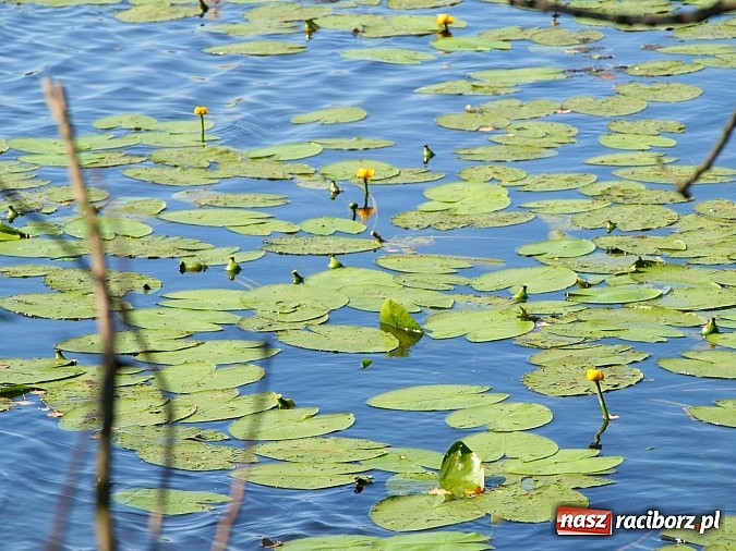 Zdjęcie w galerii na portalu naszraciborz.pl: Zaproszenie do rezerwatu Łężczok wiadomości z regionu