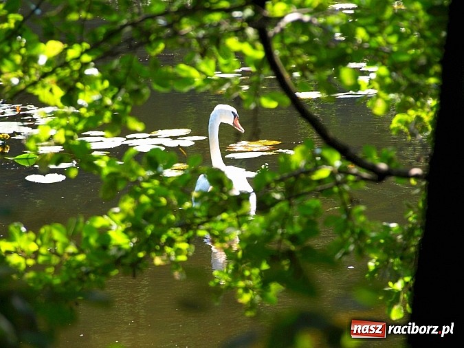Zdjęcie w galerii na portalu naszraciborz.pl: Zaproszenie do rezerwatu Łężczok wiadomości z regionu