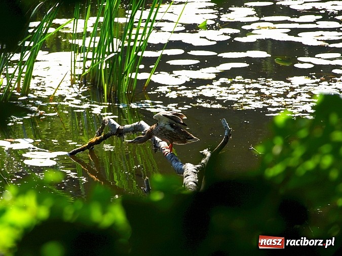 Zdjęcie w galerii na portalu naszraciborz.pl: Zaproszenie do rezerwatu Łężczok wiadomości z regionu